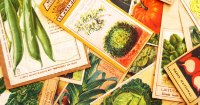 Collectionneurs – Sachets de graines